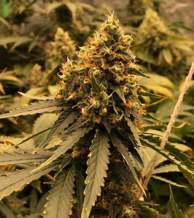 Miracle Alien Cookies (MAC)