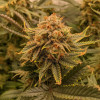 Miracle Alien Cookies (MAC)
