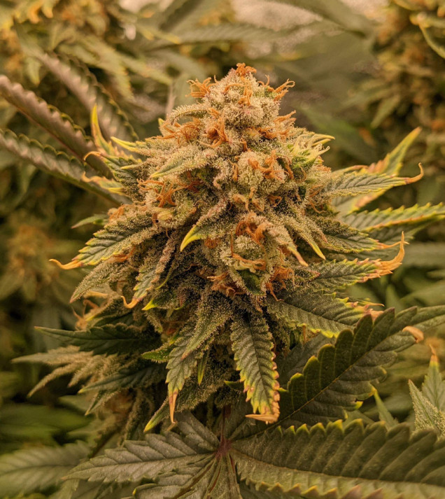 Miracle Alien Cookies (MAC)