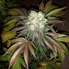 Grandaddy Purple