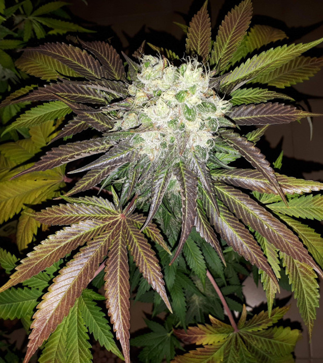 Grandaddy Purple
