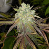 Grandaddy Purple