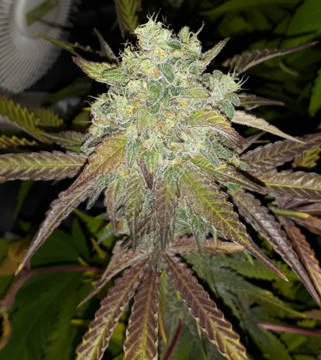 Grandaddy Purple