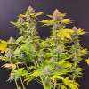 Grandaddy Black
