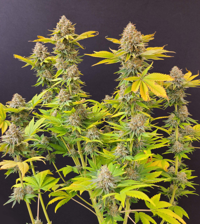 Grandaddy Black