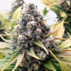 Grandaddy Black