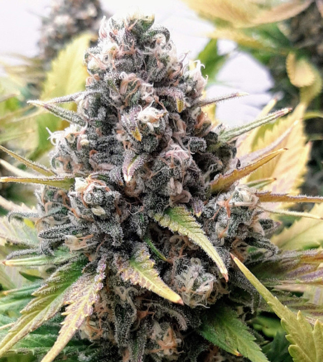 Grandaddy Black