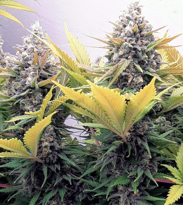 Grandaddy Black