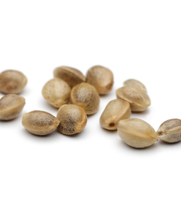 GMO