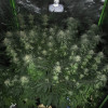 Girl Scout Kush