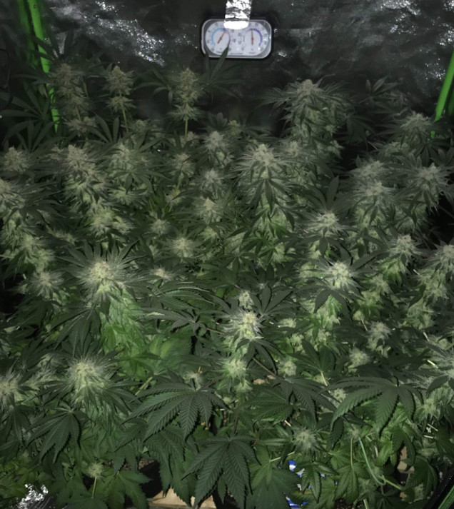 Girl Scout Kush