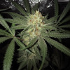 Girl Scout Kush