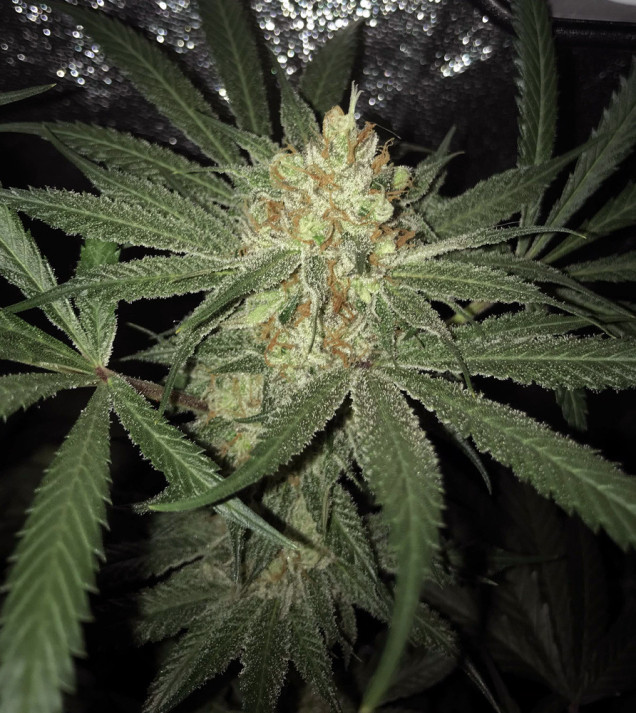 Girl Scout Kush