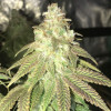 Girl Scout Cookies