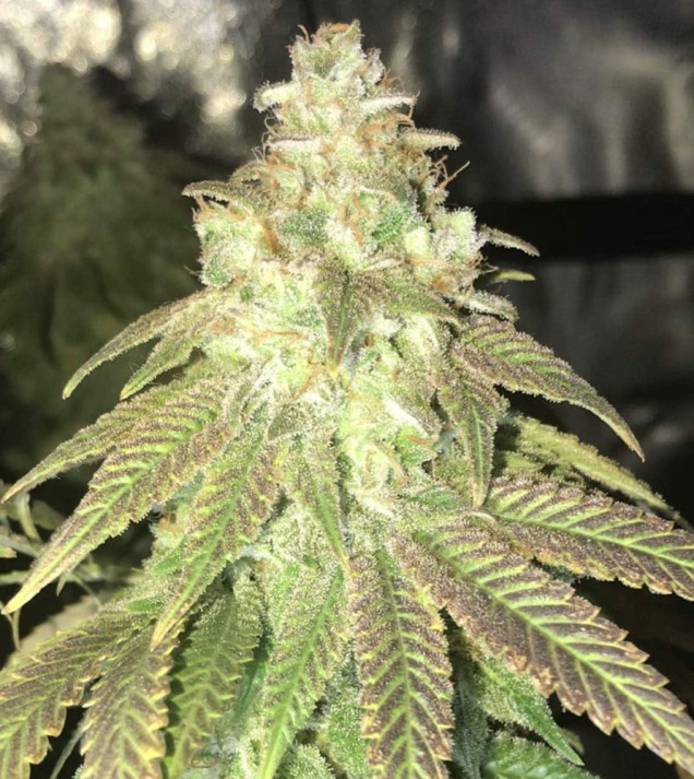 Girl Scout Cookies