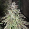 Girl Scout Cookies