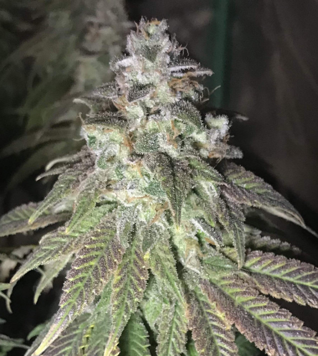 Girl Scout Cookies