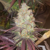 Bruce Banner x White Russian