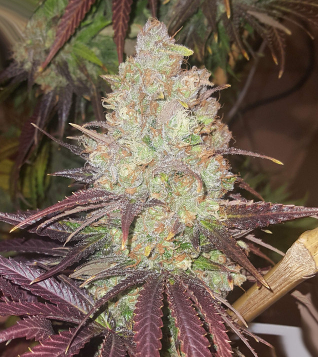 Bruce Banner x White Russian