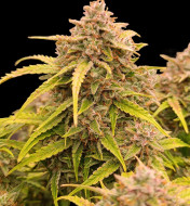 Tequila Sunrise Auto