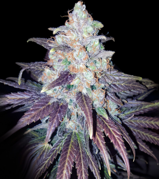 Bruce Banner x White Russian