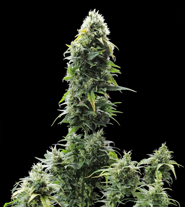 Cheese XL Auto