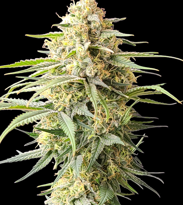 Critical