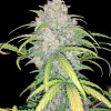 Critical 3.0 Auto