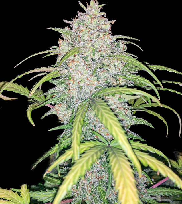 Critical 3.0 Auto