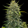 Girl Scout Cookies