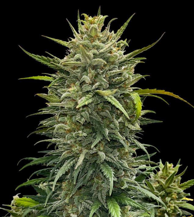 Girl Scout Cookies