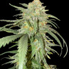 Girl Scout Kush