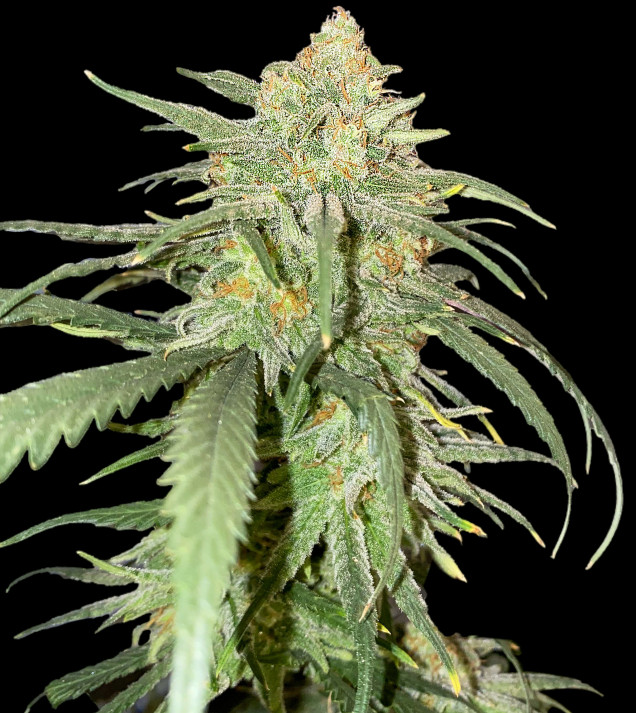 Girl Scout Kush