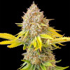 Grandaddy Black