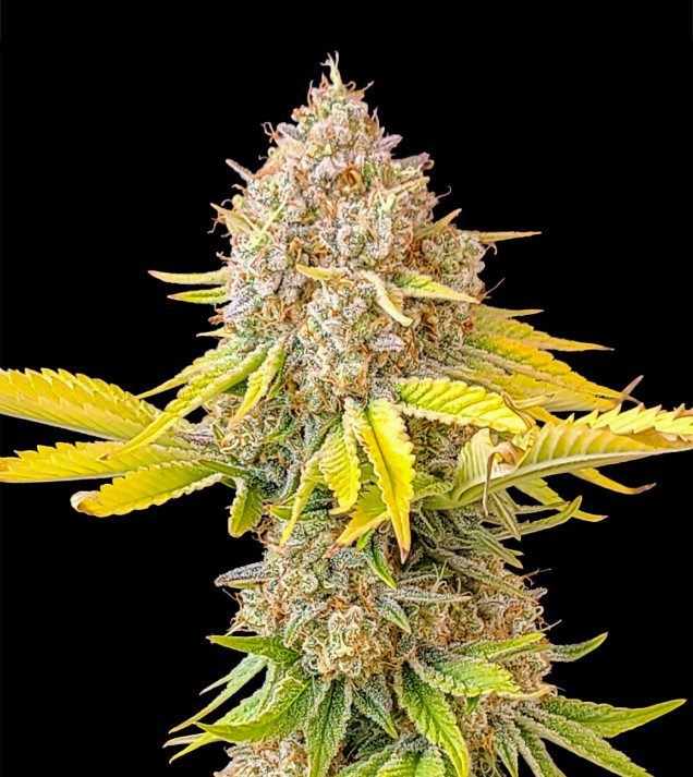 Grandaddy Black