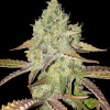 Grandaddy Purple