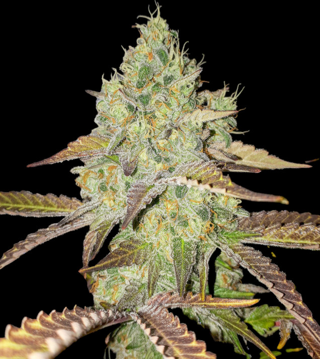 Grandaddy Purple