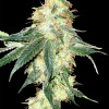 Kosher Kush