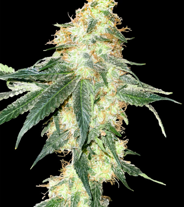 Kosher Kush