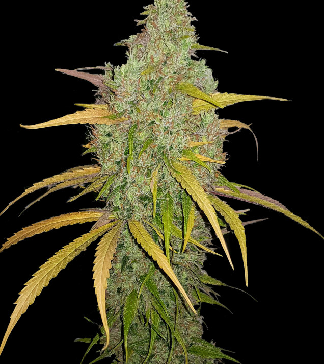 MAC Ganja