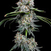 Miracle Alien Cookies (MAC)