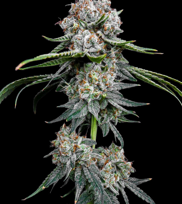 Miracle Alien Cookies (MAC)