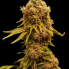 Peanut Butter Breath