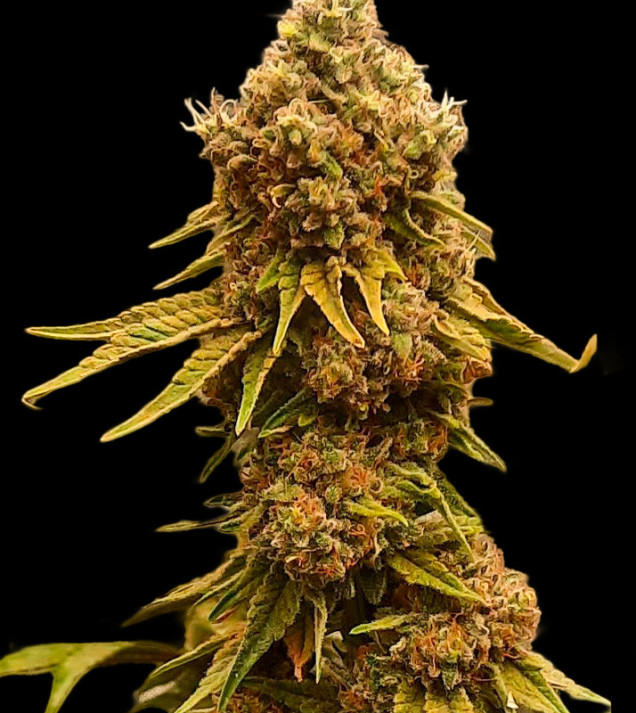 Peanut Butter Breath
