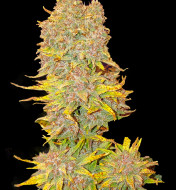 Purple Cookies XL Auto