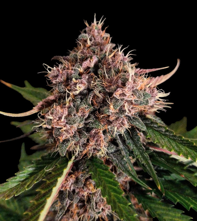 Purple OG Punch Auto