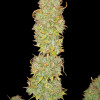 Tropicana Cookies Purple