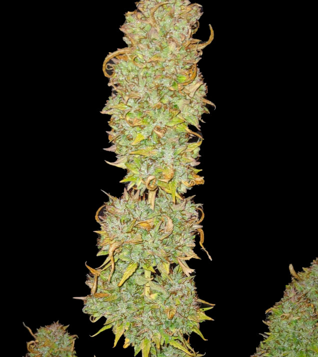 Tropicana Cookies Purple