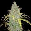Rainbow Candy Auto