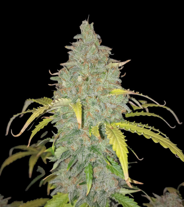 Rainbow Candy Auto